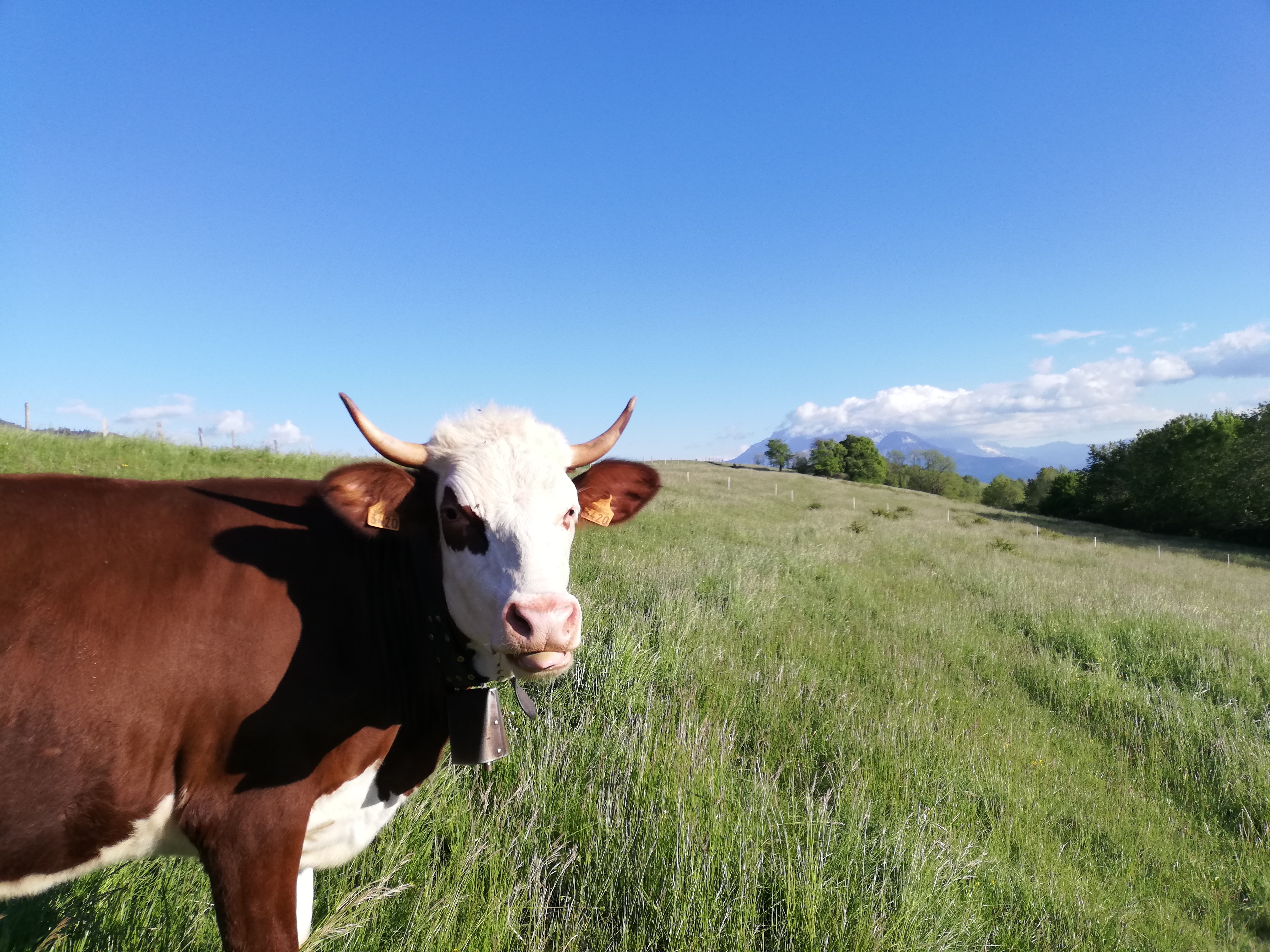 Troupeau GAEC Normand